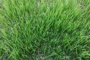 高羊茅和黑麥草有什么不同(區分方法)