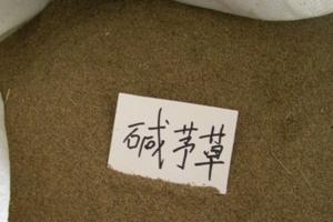 堿茅草種子圖片_最新批發價格_種植方法