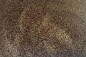 白三葉種子圖片_最新批發價格_種植方法
