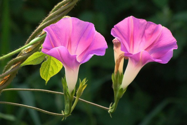 牽牛花種子