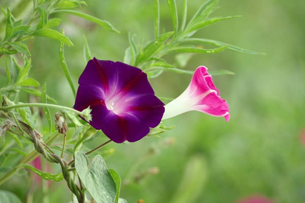 牽牛花種子
