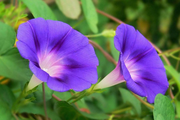 牽牛花種子