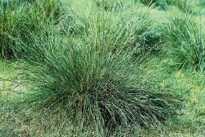 [芨芨草種子]芨芨草種子價格及播種方法