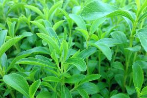 甜葉菊種子種植方法及批發價格