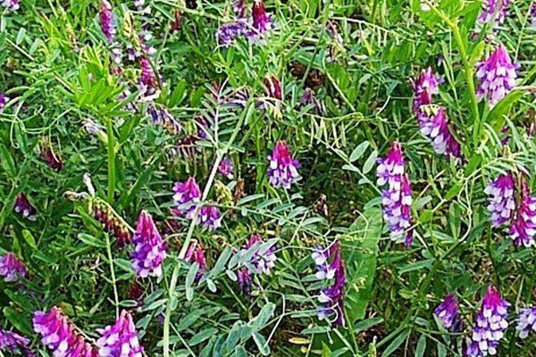 光葉紫花苕的種植技術
