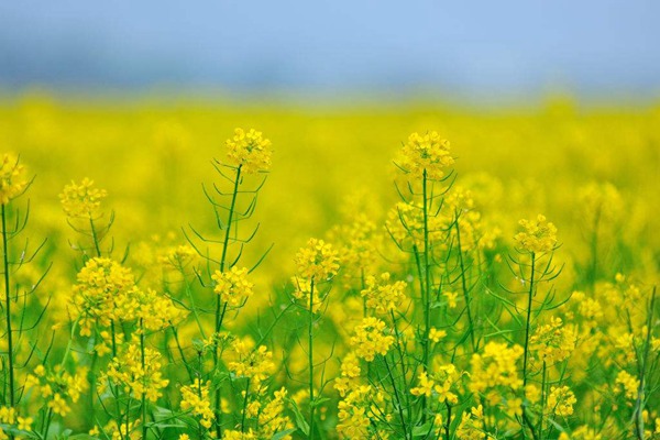油菜種子多少錢一斤