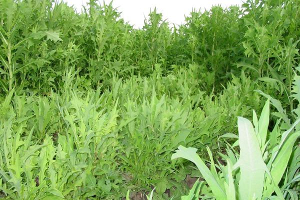 苦荬菜種子多少錢一斤