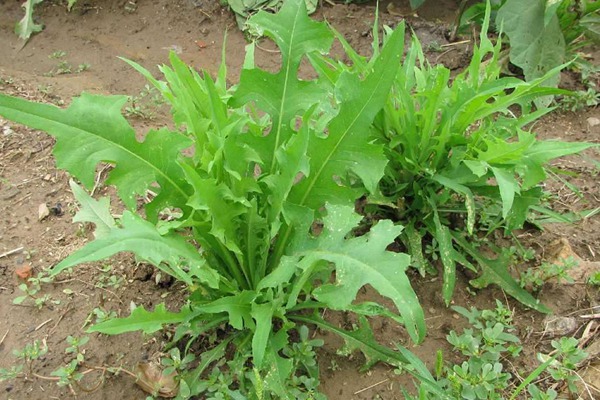 苦荬菜種子怎么種