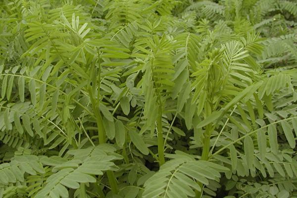 沙打旺怎么種，種植技術分享