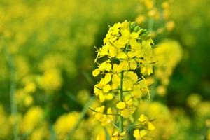 油菜種子怎么播種