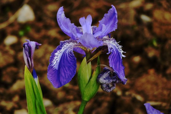 藍花鳶尾