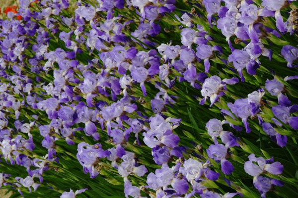 藍花鳶尾