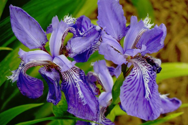 藍花鳶尾