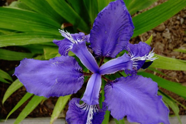 藍花鳶尾