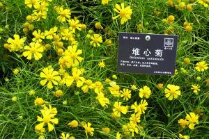 堆心菊種子種植方法及批發價格
