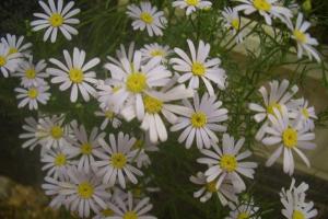 五色菊種子種植方法及批發價格