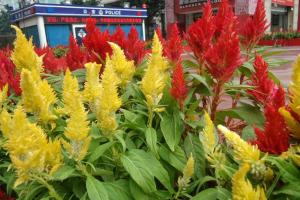 鳳尾雞冠花種子種植方法及批發價格
