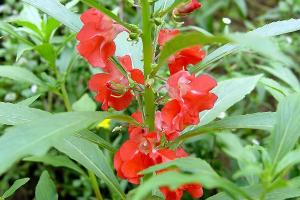 [鳳仙花]鳳仙花種子種植方法及批發價格