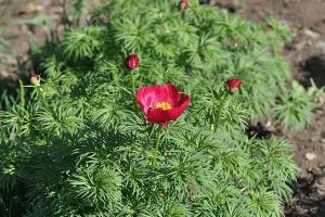 福壽花種子種植方法及批發價格