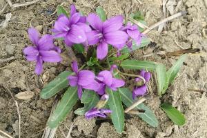 紫花地丁種子播種方法及批發價格