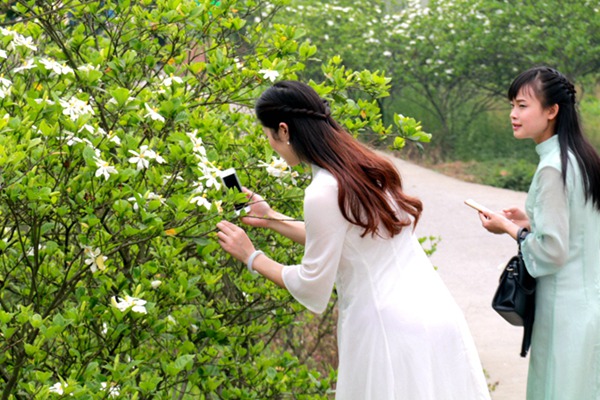 梔子花