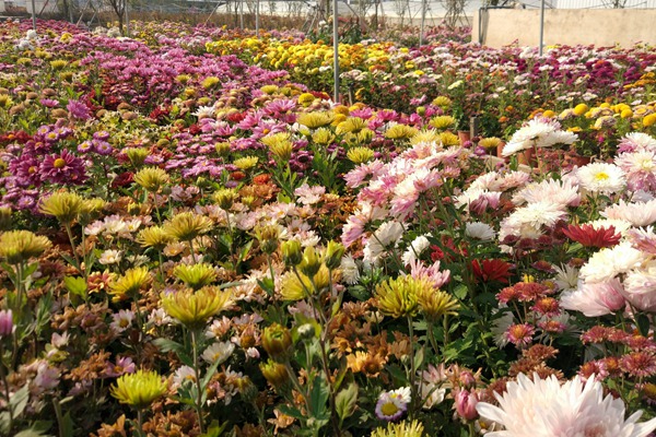 雛菊種子種植方法詳解