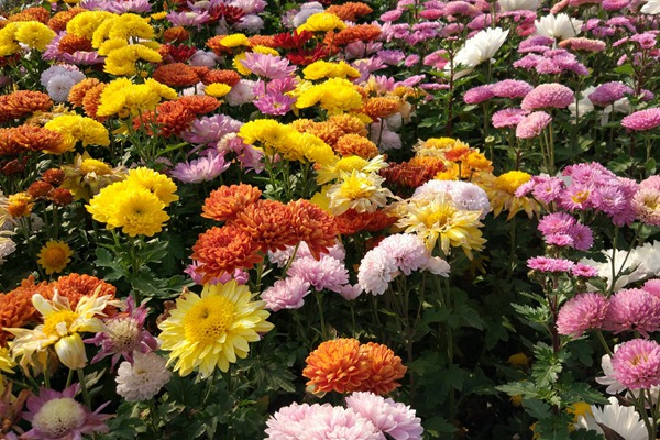 不同顏色雛菊的花語