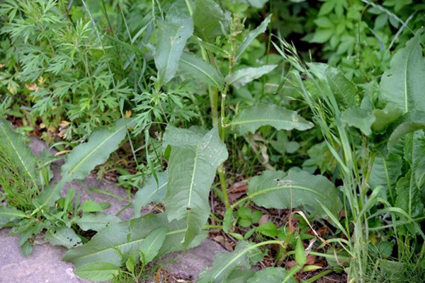 魯梅克斯草每畝產量是多少