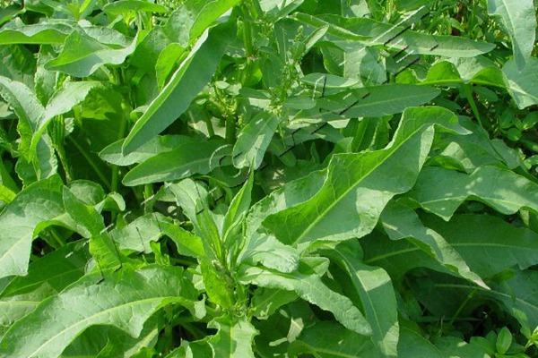 魯梅克斯草每畝產量是多少