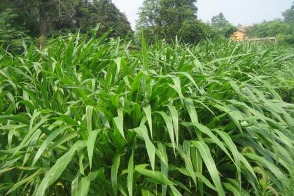 墨西哥玉米草種植技術