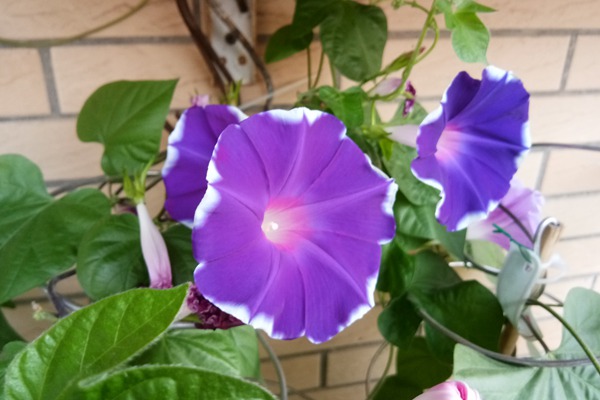 牽牛花和喇叭花一樣嗎