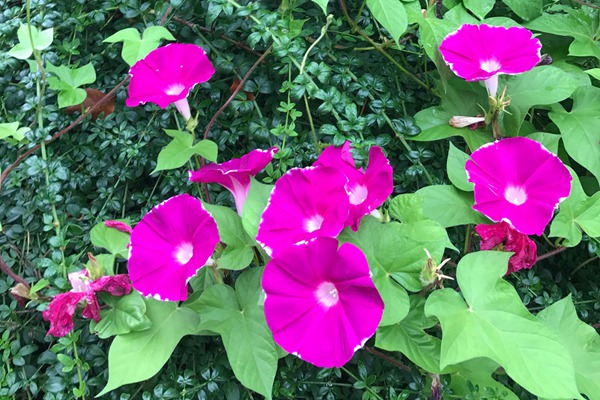 牽牛花和喇叭花一樣嗎