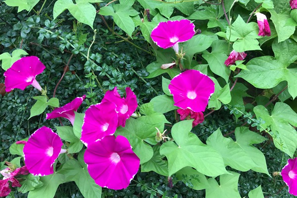 牽牛花種子價格是多少