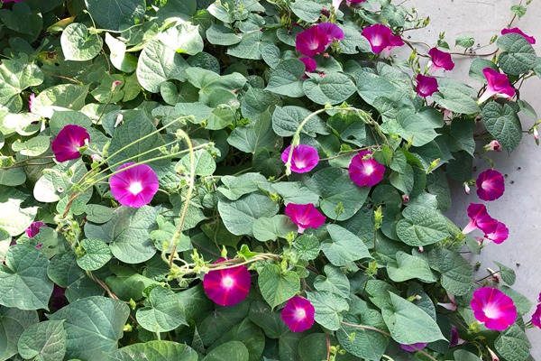 牽牛花種子價格是多少