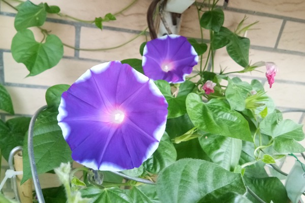 牽牛花種子什么時候種