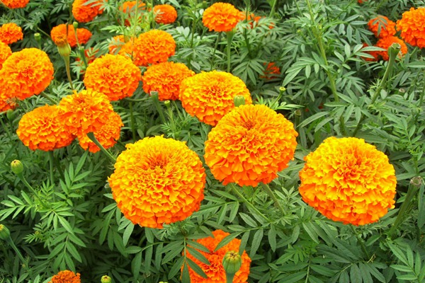 萬壽菊什么時候開花