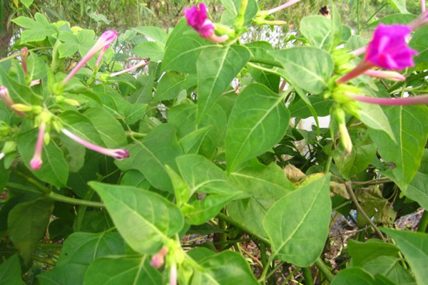 紫茉莉和茉莉的區別