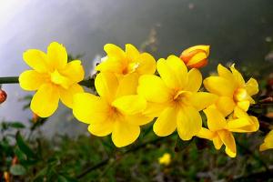 迎春花種子播種方法及批發價格