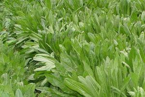 菊苣草的最佳種植時間（2022年新版）