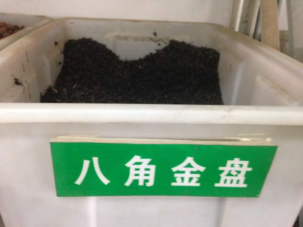八角金盤種子