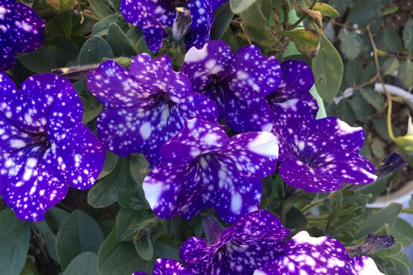 矮牽牛花期是多久,矮牽開花能持續多久