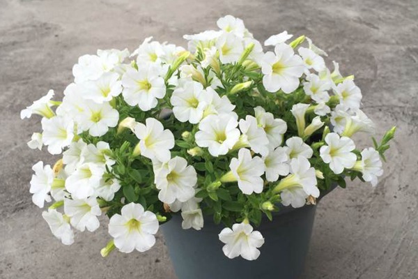 矮牽牛花期如何管理養護