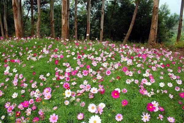 波斯菊和格桑花有什么區別？