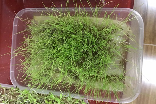 草坪種子發芽時間