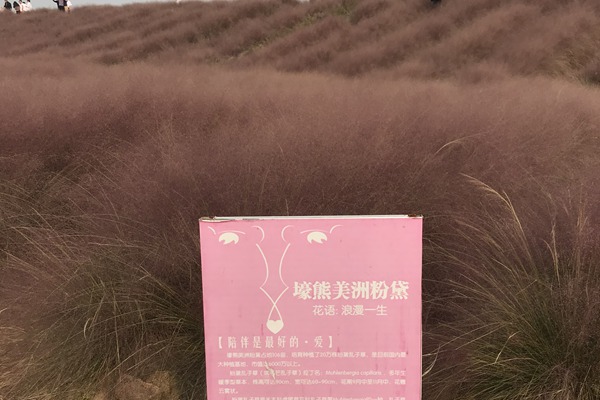 粉黛亂子草怎么種