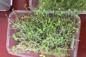 草坪種子發芽時間,草坪種子一般幾天發芽