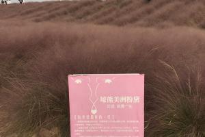 粉黛亂子草怎么種,粉黛亂子草怎么種植