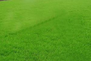 高羊茅草坪怎么養護