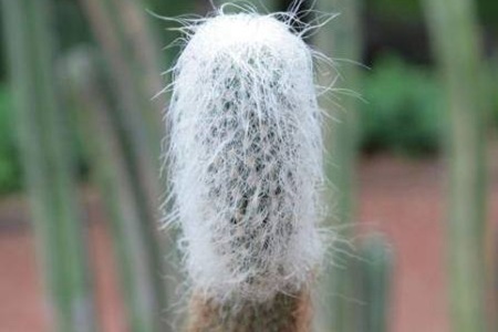 翁柱的種植養護方法