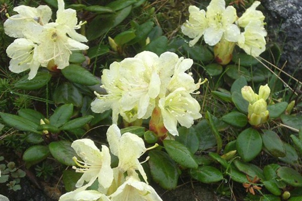 吸引蜂鳥的植物